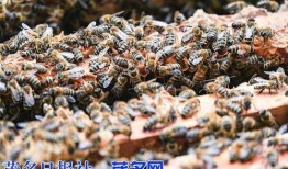 男子爆料羊角蜜蜂视频大全,揭秘神秘蜂群的视频大揭秘